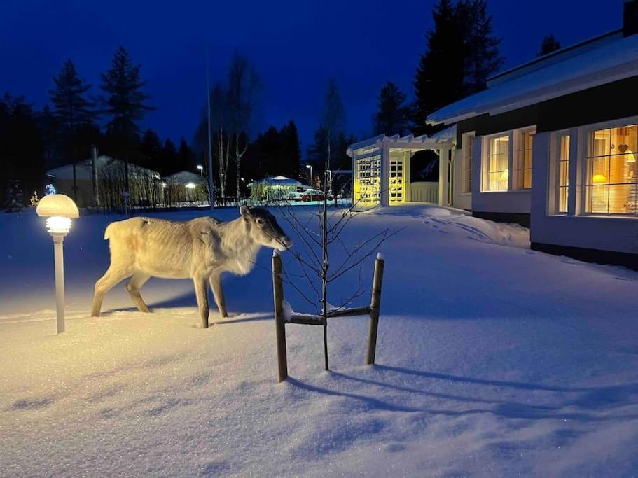 Kielo In Center Near All The Main Spots Rovaniemi Dış mekan fotoğraf